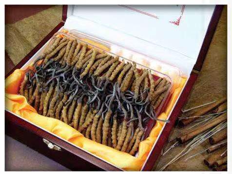 杭锦冬虫夏草回收